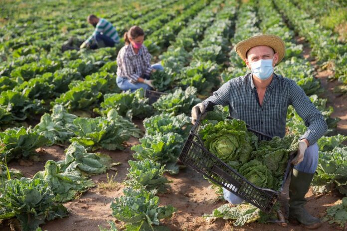 consultoria-especializada-fornece-tempo-e-tranquilidade-ao-produtor-rural